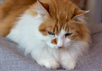 Photograph of a beautiful domestic cat.	