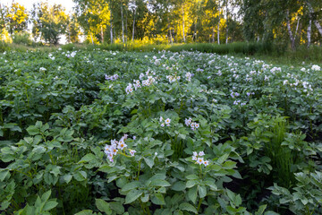 flowering potato bushes in the field