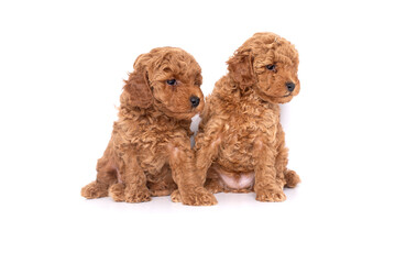 Red  two Toy Poodle puppy on a white background
