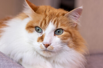 Photograph of a beautiful domestic cat.