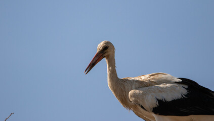 Stork in the nest