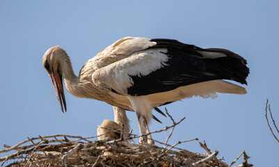 Stork in the nest