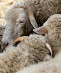 Naklejka premium close up of a sheep and lambs