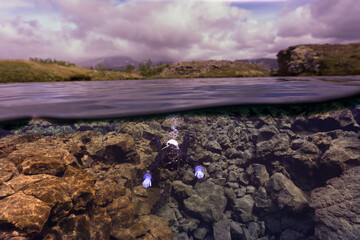 Experience drysuit diving or snorkeling in Silfra crystal clear water. Iceland scuba diving.