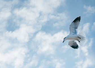 Ave buscando comida en Playa del Carmen