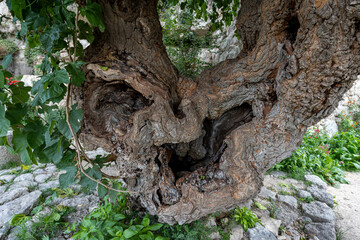 tronc de vieil arbre