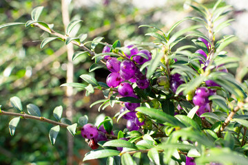 Evergreen Lonicera Pileata, Box Leaved Honeysuckle or Privet Honeysuckle Purple Berries