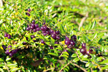Evergreen Lonicera Pileata, Box Leaved Honeysuckle or Privet Honeysuckle Purple Berries