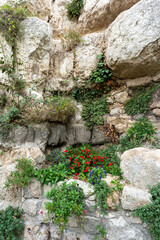 massif de bégonia