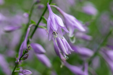 Perennial hosta flower with decorative bicolor leaves and purple flowers on a flowerbed in a summer park.