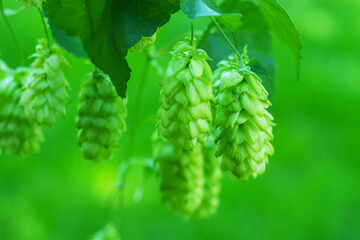 Detail of green fresh hops for making beer in the field