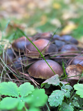 Hymenogastraceae mushrooms grow in the grass in a clearing in the autumn forest closeup.