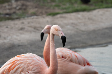 Chilean Flamingo in a sunny day