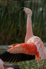 Chilean Flamingo in a sunny day