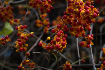  Oriental bittersweet nice branch of tree with autumn leaves and berries, close up macro and nature
