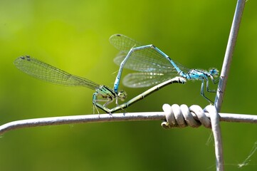 Selective focus shot of mating damselflies