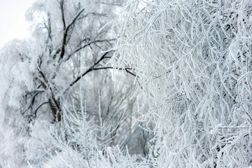  Beautiful trees covered with frost in winter park
