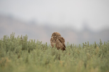 little owl taking sun on the plains