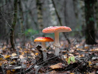 Two mushroom Fly agaric. Mushrooms in the autumn forest. Red fly agaric. Autumn mushrooms.