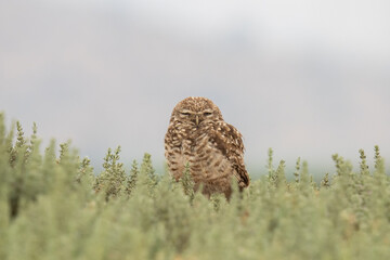 little owl taking sun on the plains