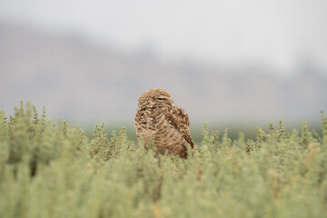 little owl taking sun on the plains
