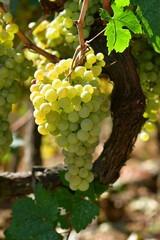 Fototapeta premium Galician white grape on the vine