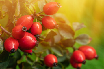 Briar Rose Rosehip in the garden. Rosa canina