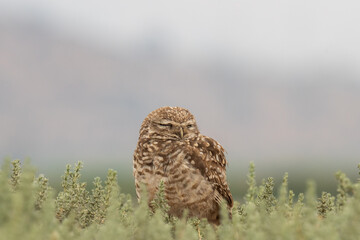 little owl taking sun on the plains