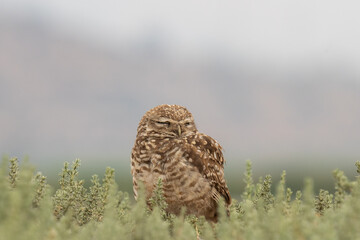 little owl taking sun on the plains