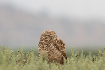little owl taking sun on the plains