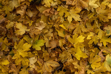 autumn leaves background