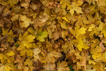autumn leaves background
