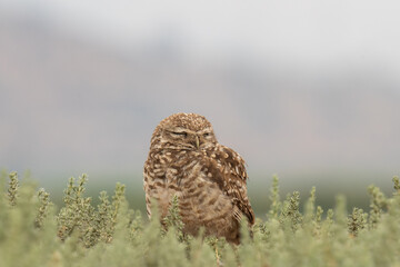 little owl taking sun on the plains