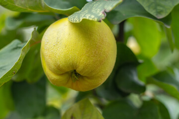 Ripe yellow quince fruits grow on quince tree with green foliage in autumn garden. Many ripe quinces, close up