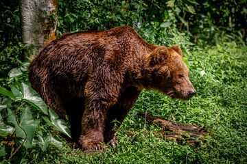 Fototapeta na wymiar Brown Bear standing around