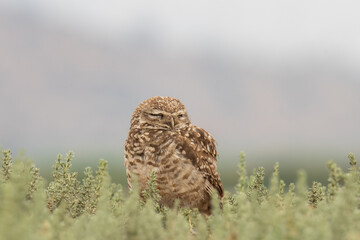 little owl taking sun on the plains