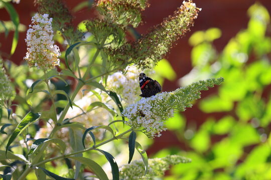 amiral butterfly in summer in garden
