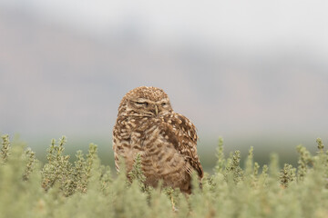 little owl taking sun on the plains