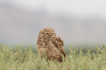 little owl taking sun on the plains