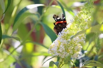 amiral butterfly in summer in garden