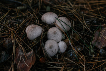 forest mushrooms grow in the forest.