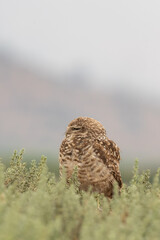 little owl taking sun on the plains