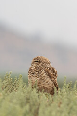 little owl taking sun on the plains