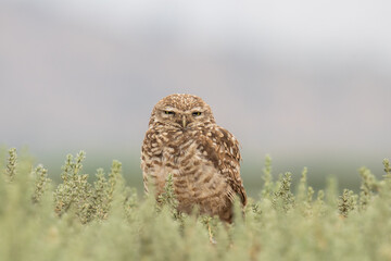 little owl taking sun on the plains