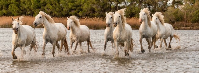 White horses in Camargue, France. - 542509245