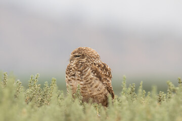 little owl taking sun on the plains