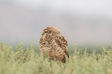 little owl taking sun on the plains