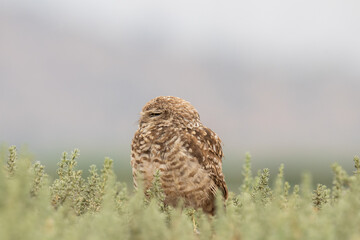 little owl taking sun on the plains