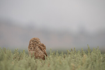 little owl taking sun on the plains