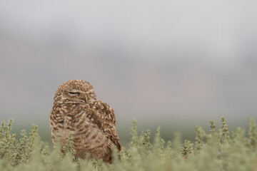 little owl taking sun on the plains
